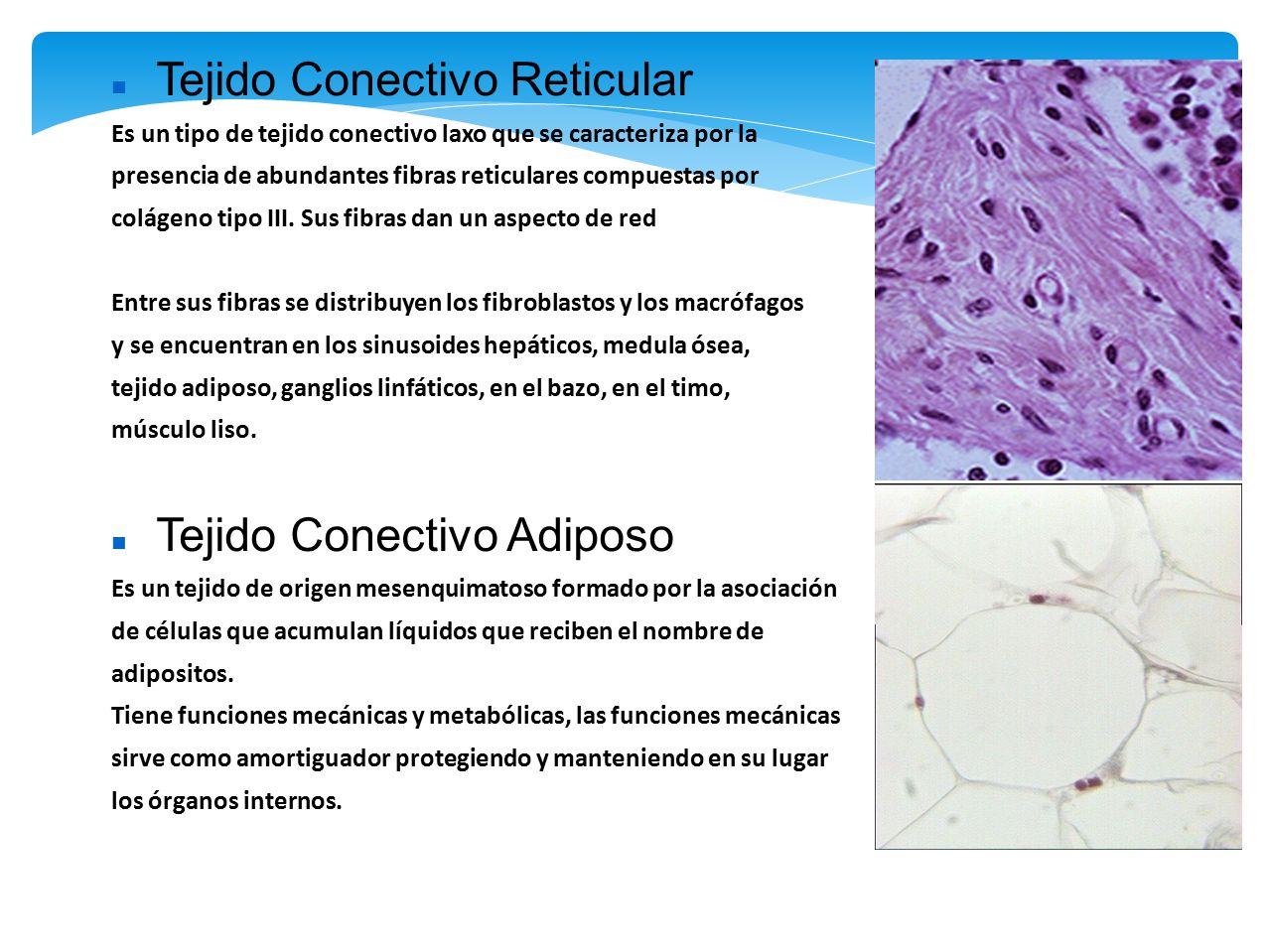 cual es la funcion del tejido conectivo fibroso